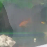 آکواریوم|ماهی|دزفول, |دیوار