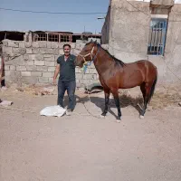 اسب سواری جوان