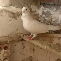 سفید چنگ موشی