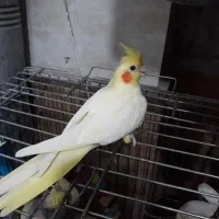 طوطی عروس