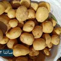 سیب زمینی|عمدهفروشی|کبودرآهنگ, |دیوار