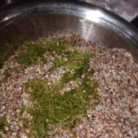 گیاه آکواریوم رایگان