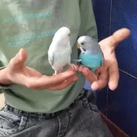 مرغ عشق دستی