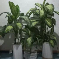 گل های بسیار زیبا|گل و گیاه طبیعی|چهاردانگه (تهران), |دیوار