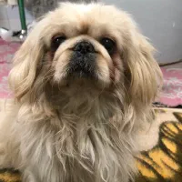 پکینز امپریال