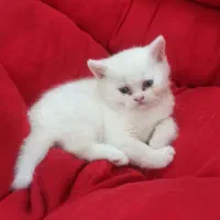 فراغت سرگرمی واگذاری گربه