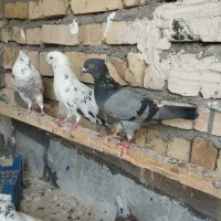 کبوتر|پرنده|قم, تعویض پلاک|دیوار