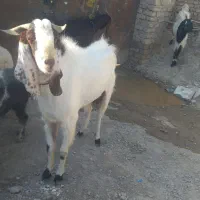 پاچن سالم سرحال برای قربانی