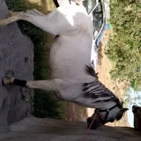 اسب مادیان|اسب و تجهیزات اسب‌سواری|ورامین, ورامین|دیوار