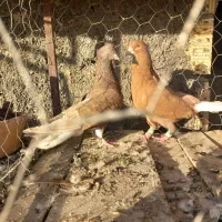 کفتر دم سفید