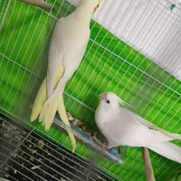 یک جفت عروس هلندی همراه با تخم ، قفس و لانه