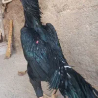 اوشامو مولد وجوجه اوشامو تیغ مشکی وطوسی