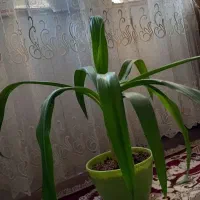 گل سوسن عنکبوتی