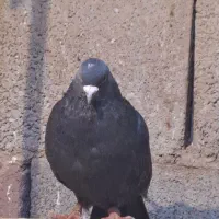 کبوتر|پرنده|اسفرورین, |دیوار