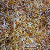 ریشه زعفران