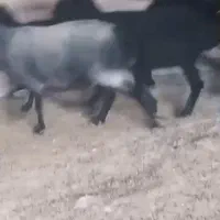 میش سیا سام|حیوانات مزرعه|بومهن, |دیوار