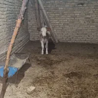 گاو و گوساله|حیوانات مزرعه|بجنورد, |دیوار