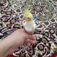 عروس هلندی