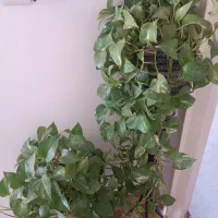 گل وگیاه|گل و گیاه طبیعی|بروجرد, |دیوار