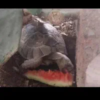 لاکپشت