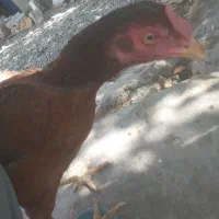 مرغ|حیوانات مزرعه|ایرانشهر, |دیوار