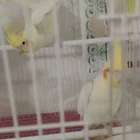 عروس هلندی مولد باتخم