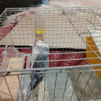 مرغ عشق|پرنده|نسیم‌شهر, |دیوار