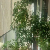 گل بزرگ شفلرا