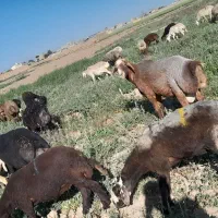 قوچ|حیوانات مزرعه|عطاملک, |دیوار