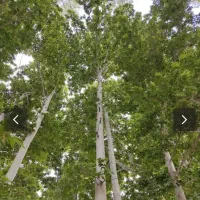 فروش درخت چنار