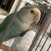 طوطی برزیلی اماده مست مست بشرط|پرنده|آفتاب, |دیوار