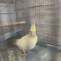 دو عدد عروس هلندی نر وماده دستی سالم تکی و جفت|پرنده|فردیس, نیروگاه برق|دیوار