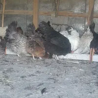 مرغ محلی تخم گذار دونه ۴۰۰