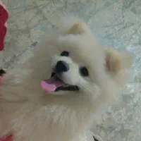 سگ پامرانین اکراینی اصیل نر ، دنبال یک ماده