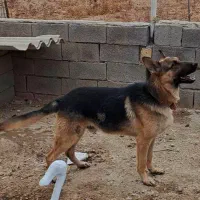 ژرمن نر ۱۴ ماه