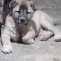 اواگذاری توله الابای|سگ|لنگرود, |دیوار