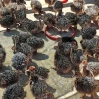 شترمرغ وبوقلمون|حیوانات مزرعه|خمینیشهر, |دیوار