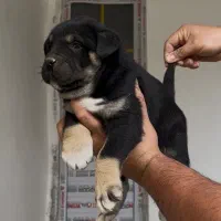 سگ پژدر|سگ|کرج, کمالشهر|دیوار