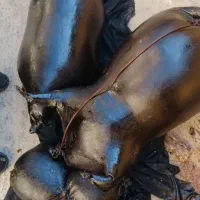 هیزه یاخیک برای نگهداری روغن