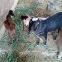 بز دوقلو