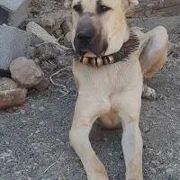 سرابی،اصل|سگ|جلگه رخ, |دیوار