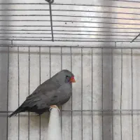 جفت مولد فنچ شارکول