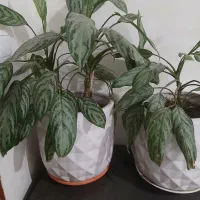 گل بسیار زیبا