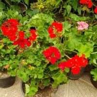 گل آپارتمانی میخک پر پشت بادوام لطفا ورق بزنید|گل و گیاه طبیعی|تبریز, |دیوار