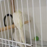 طوطی عروس|پرنده|تربت‌حیدریه, قائم|دیوار