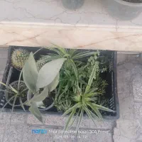 حراج گل|گل و گیاه طبیعی|گلستان (تهران), |دیوار