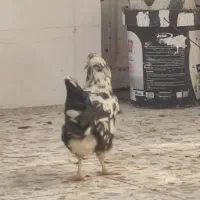 مرغ و خروس گلین|حیوانات مزرعه|باوی, |دیوار