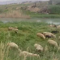 گوسفند فروشی