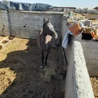 اسب ترکمن|اسب و تجهیزات اسب‌سواری|بیرجند, |دیوار