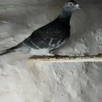 کفتر فروشی|پرنده|مشهد, صیدآباد|دیوار